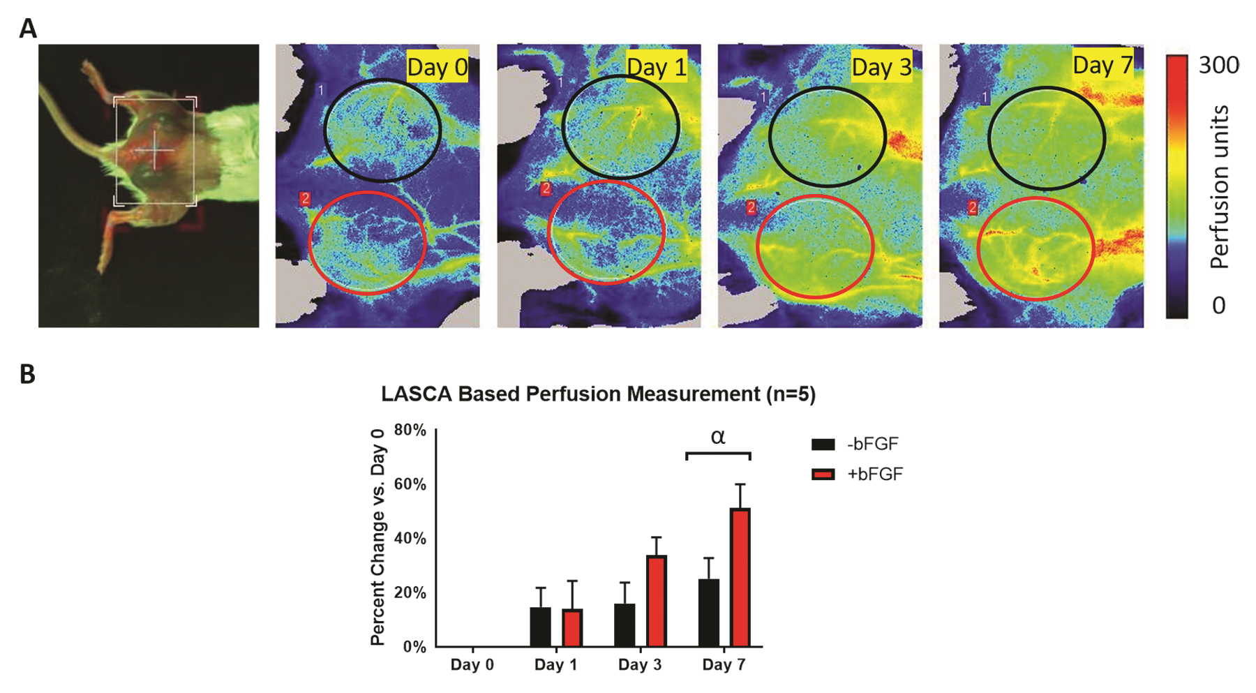 Foto della vista dorsale e delle immagini di perfusione PSI - Neovascolarizzazione/Angiogenesi